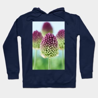 Allium sphaerocephalon   AGM  Round-headed garlic  Round-headed leek Hoodie